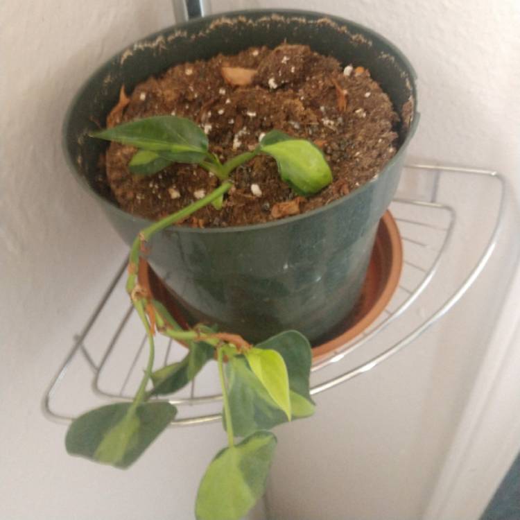 Plant image Philodendron cordatum 'Silver Stripe'