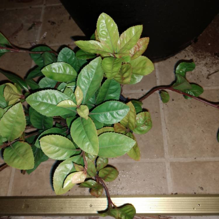 plant image 896626