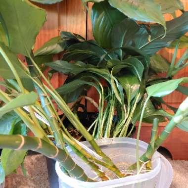 Dracaena Sanderiana