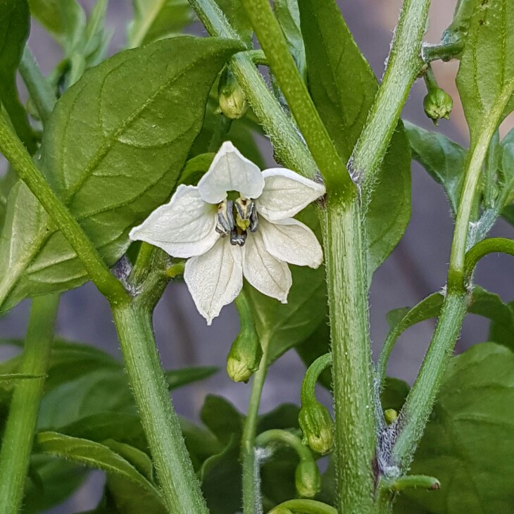 Capsicum Chinense 'Carolina Reaper'