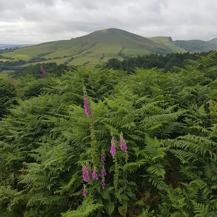 plant image 172273