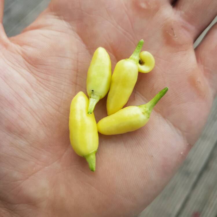 Plant image Capsicum baccatum 'Lemon Drop'