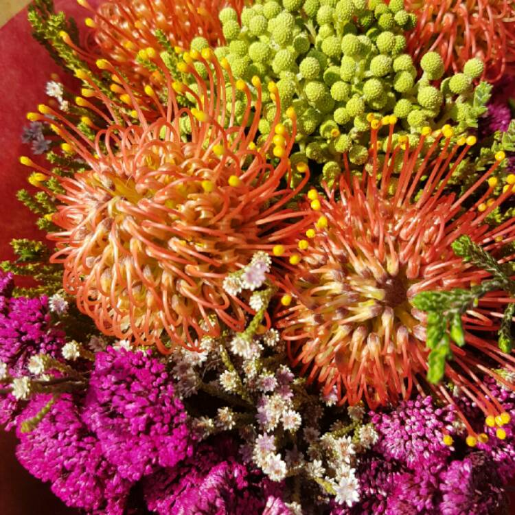 Plant image Leucospermum 'Spider'