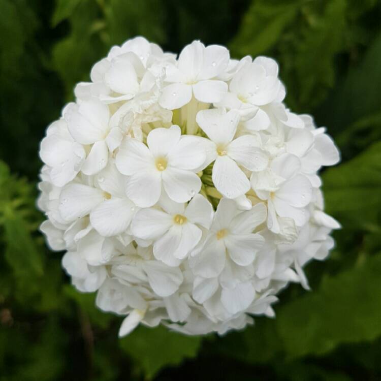 Plant image Phlox paniculata 'Rembrandt'