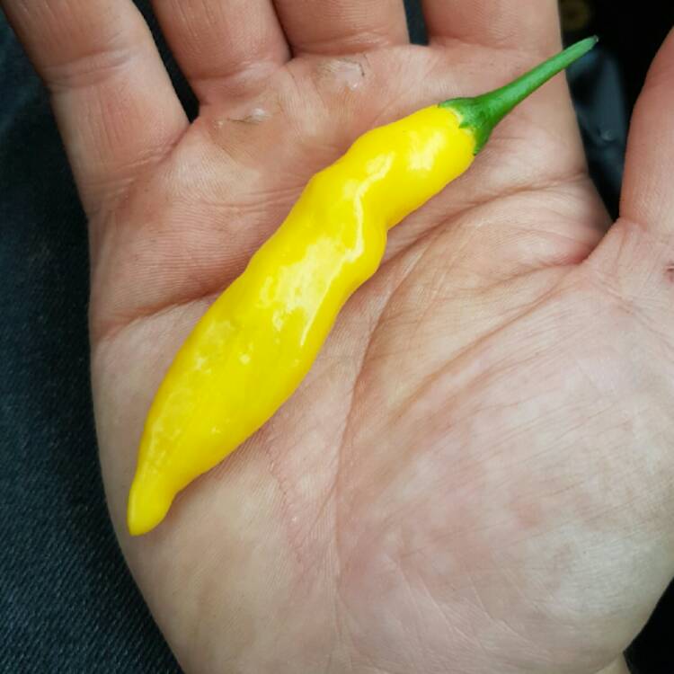 Plant image Capsicum baccatum 'Lemon Drop'