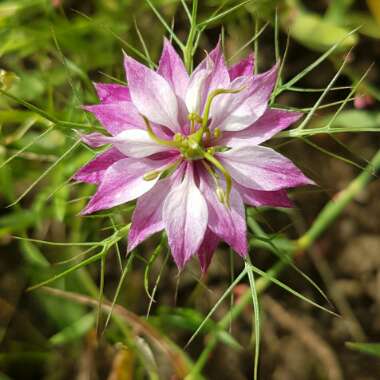 Nigella