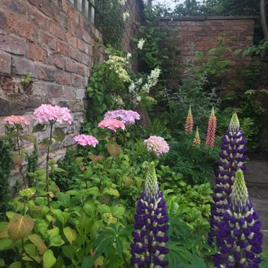 Joanne's garden