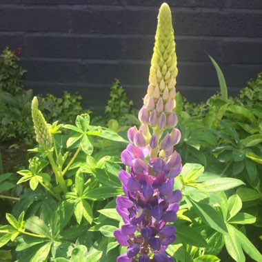 Joanne's garden