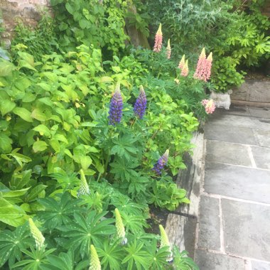 Joanne's garden