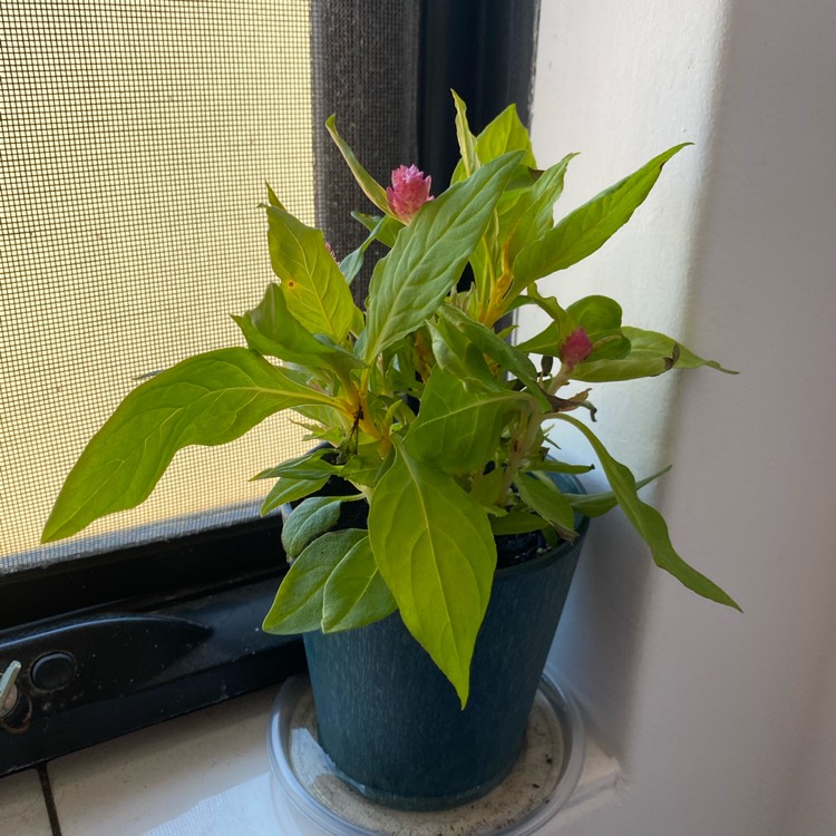 Plant image Celosia argentea plumosa 'Fairy Fountains'