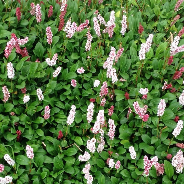 Plant image Persicaria