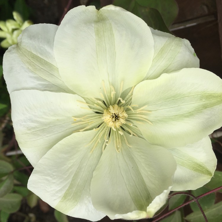 plant image 1008841