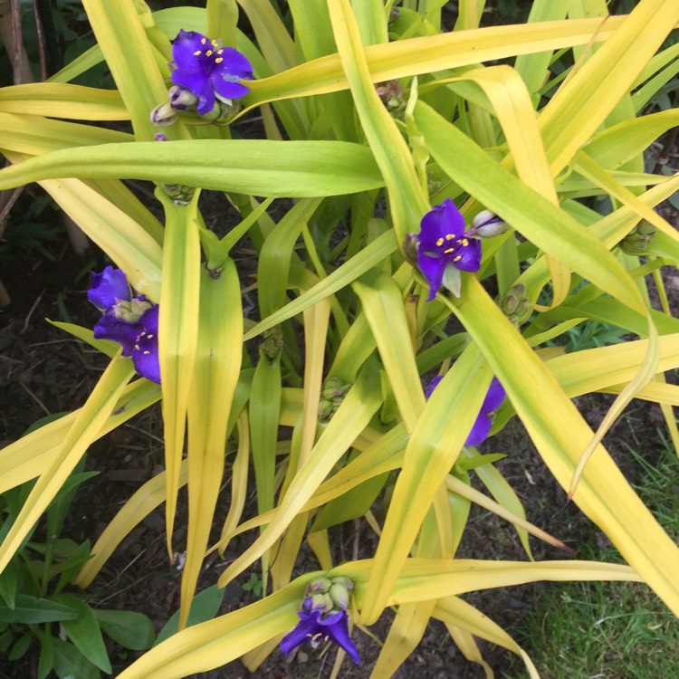 plant image 1060078