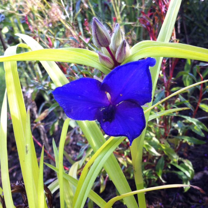 plant image 10703