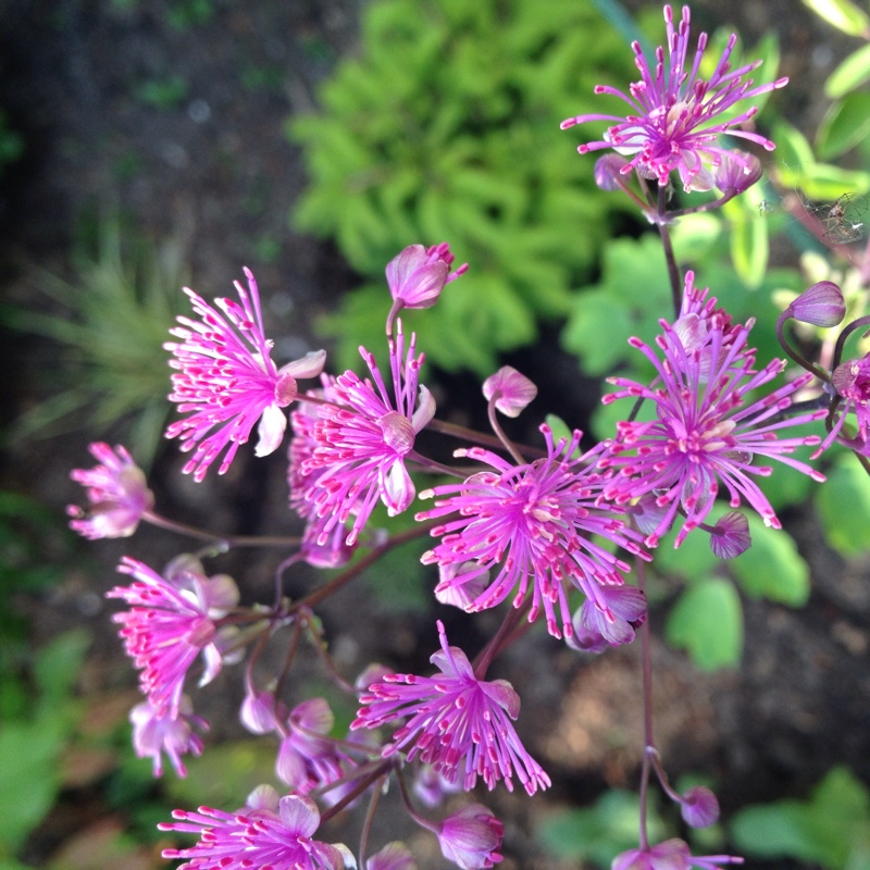 Plant image Thalictrum 'Black Stockings'