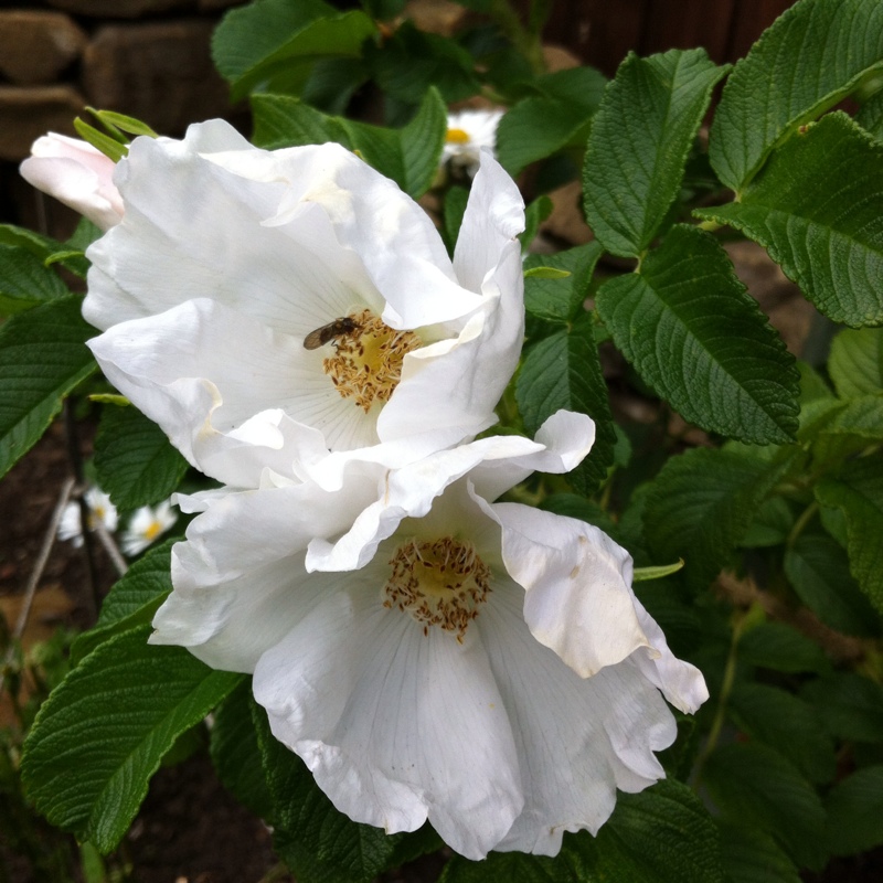 Plant image Rosa rugosa 'Alba'