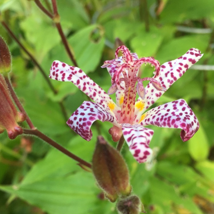 plant image 1161020