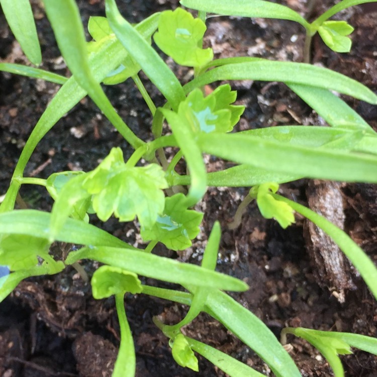 plant image 1170924