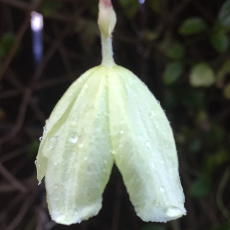 Plant image Clematis cirrhosa 'Wisley Cream'