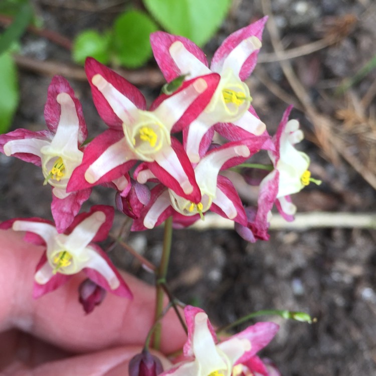 plant image 1257715 plant image 1257715