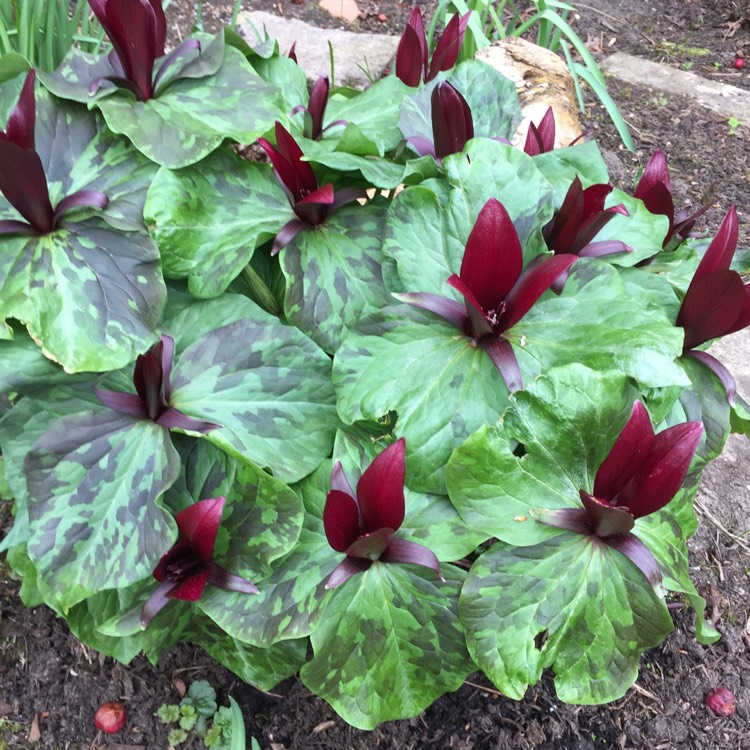plant image 1259275