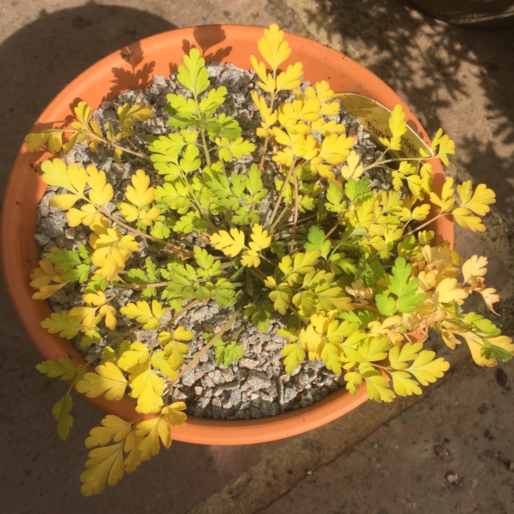 plant image 1267149