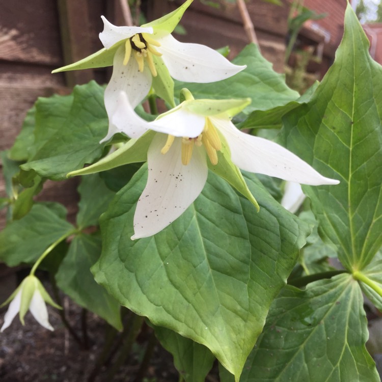 plant image 1283357 plant image 1283357