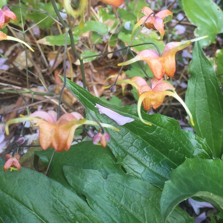 plant image 1286934 plant image 1286934