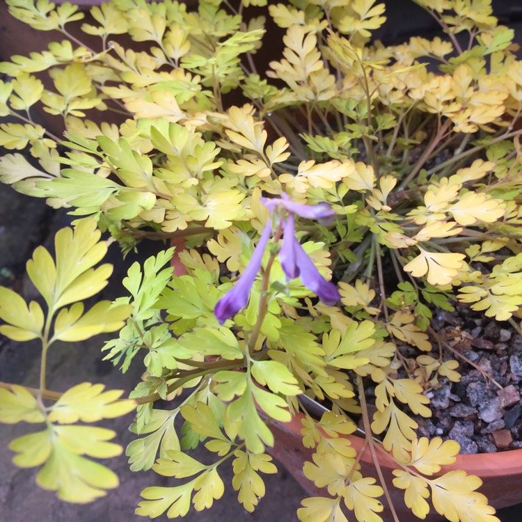 Plant image Corydalis 'Berry Exciting'