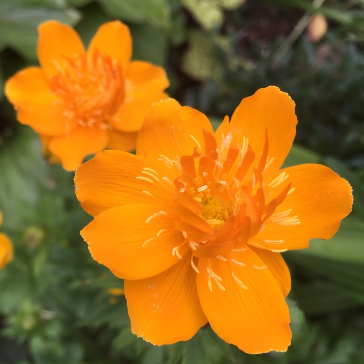 Plant image Trollius chinensis 'Golden Queen'