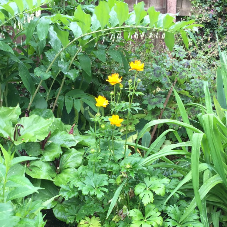 plant image 1322409 plant image 1322409