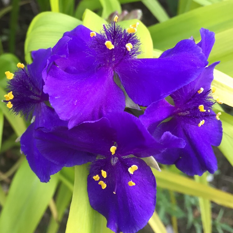 plant image 1325356