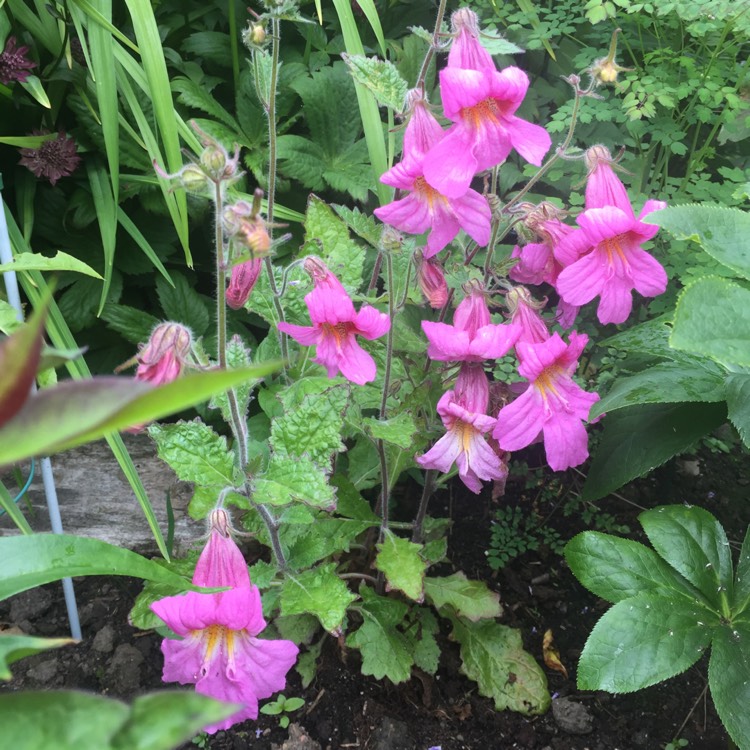 Plant image Rehmannia elata