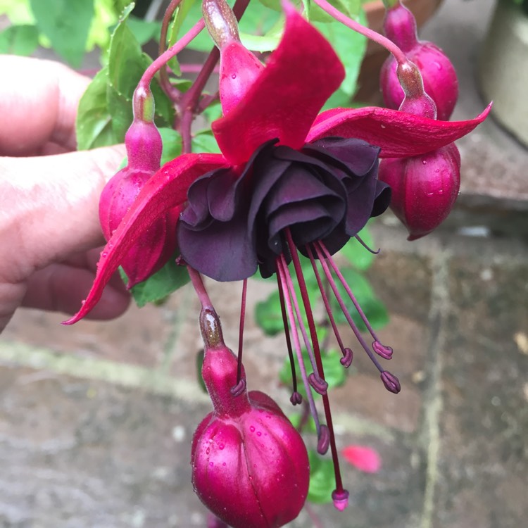 Plant image Fuchsia 'Blackie'