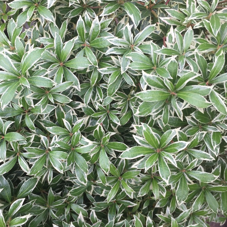 Plant image Pieris japonica