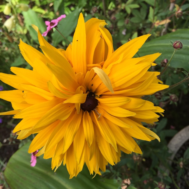 Plant image Rudbeckia hirta 'Rustic Dwarf Mix'