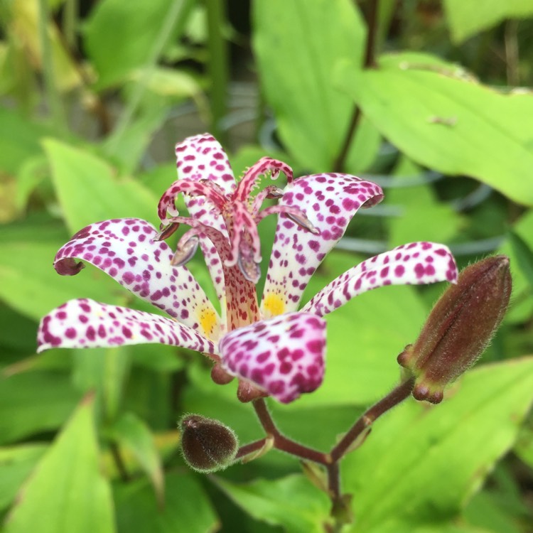 plant image 1381733