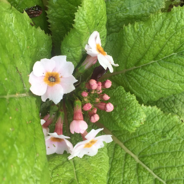 plant image 1385080