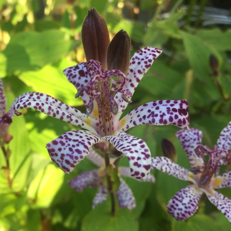 plant image 1387436