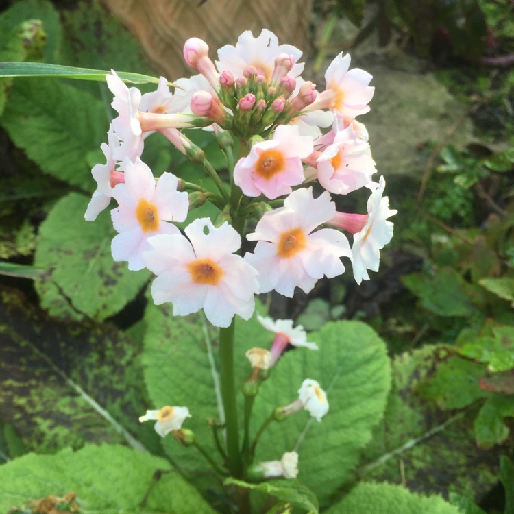 plant image 1389115