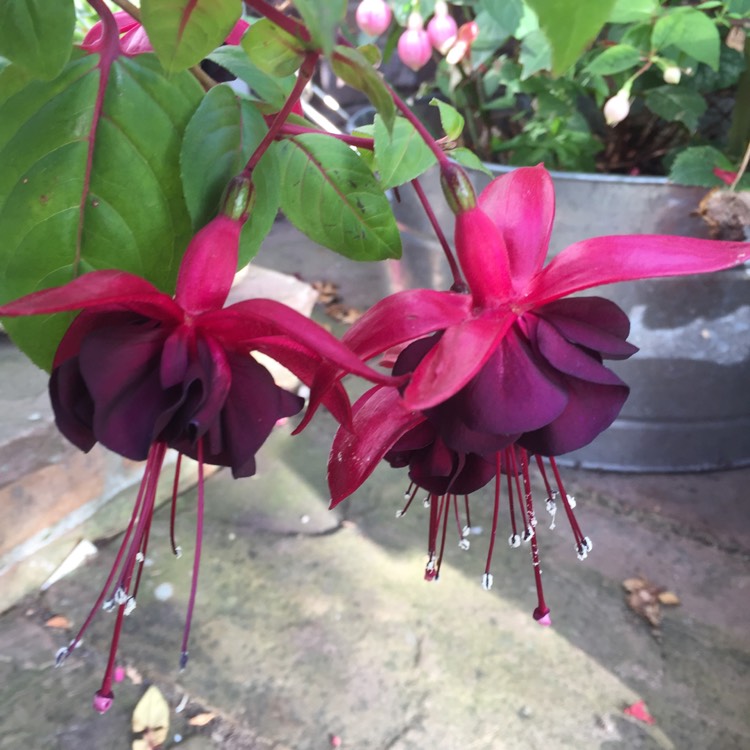 plant image 1391653 plant image 1391653