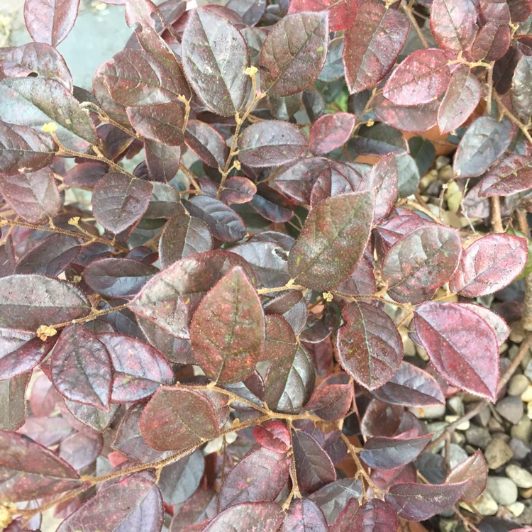 Plant image Loropetalum chinense var. rubrum 'Fire Dance'