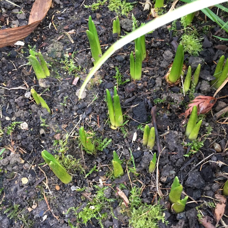 plant image 1420854