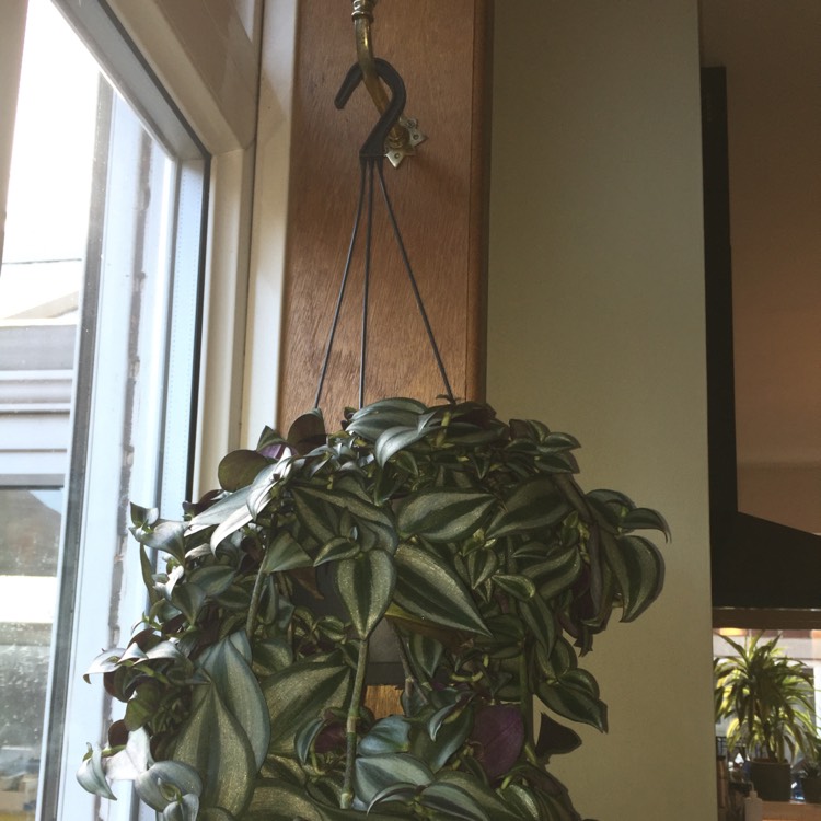 plant image 1428683