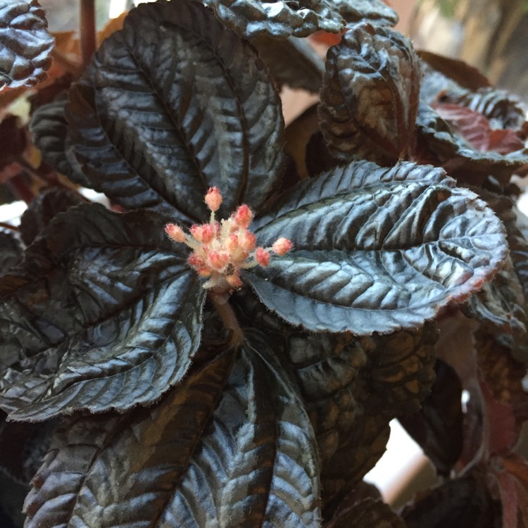 Plant image Pilea involucrata 'Norfolk'