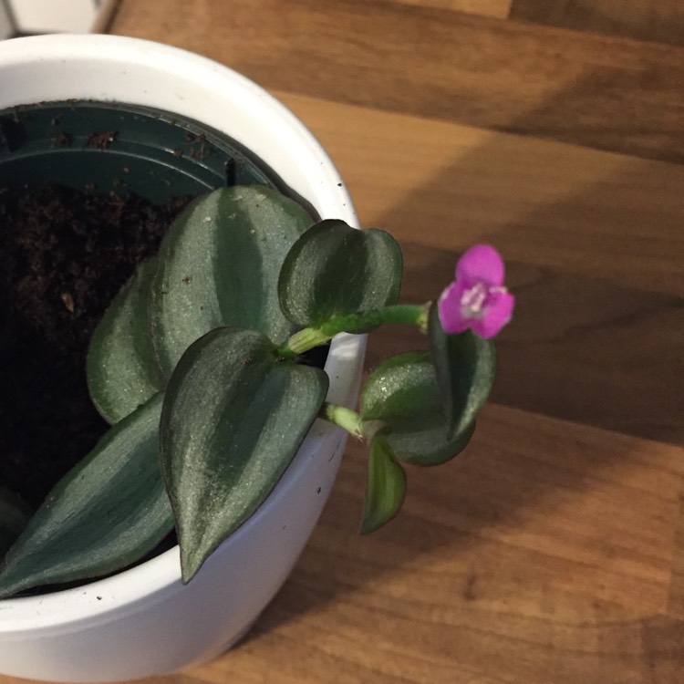 plant image 1439222