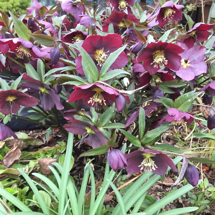 plant image 1454305 plant image 1454305