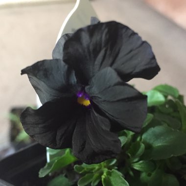 Viola 'Molly Sanderson'