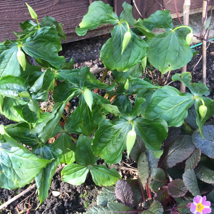 plant image 1472345 plant image 1472345