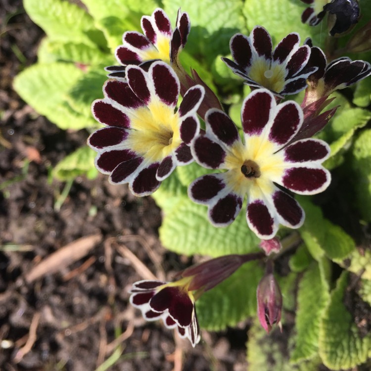 plant image 1472357 plant image 1472357